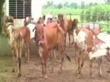 गीरच्या गाईंच्या गोमूत्रात मिळालं सोनं