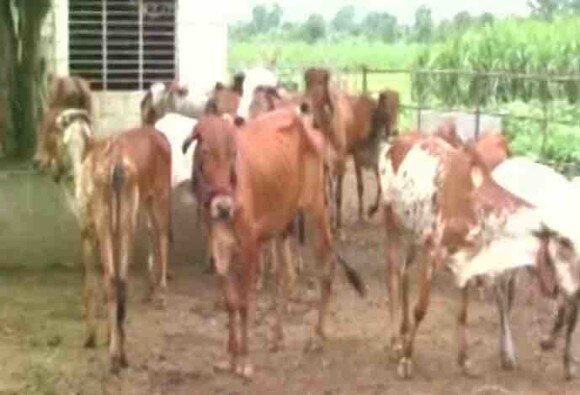 Portable Kit For Detecting Beef To Maharashtra Police Latest Updates गोमांस तपासणीसाठी पोलिसांना मिळणार पोर्टेबल किट