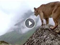 VIDEO: जगण्याचा संघर्ष, थरारक व्हिडीओचा शेवट चुकवू नका !