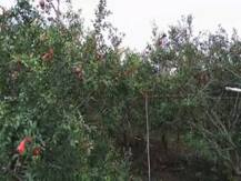 शेतातून साडे चार लाखांच्या डाळिंबांची चोरी