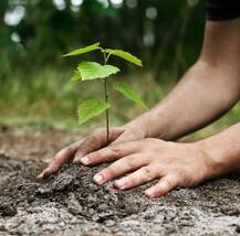 राज्यभरात विरोधी पक्ष नेत्यांसह मंत्र्यांचं वृक्षारोपण