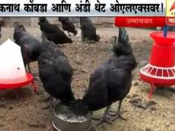 ओएलएक्स पे बेच दे... कडकनाथ कोंबड्या आणि अंडी थेट ओएलक्सवर!