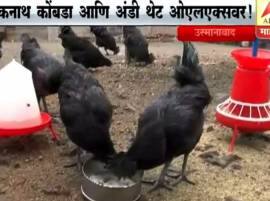 ओएलएक्स पे बेच दे... कडकनाथ कोंबड्या आणि अंडी थेट ओएलक्सवर!