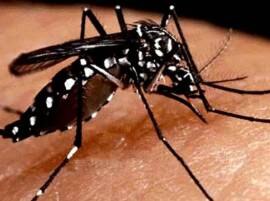 Street Lamp Targets Dengue Fever रात्रीच्या उजेडातही चावू शकतो डेंग्यूच्या डास