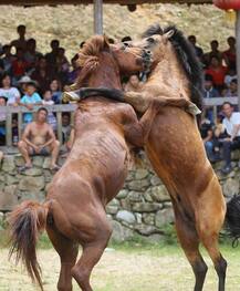 चीनच्या Xinhe सणावेळी घोड्यांच्या जीवाशी खेळ