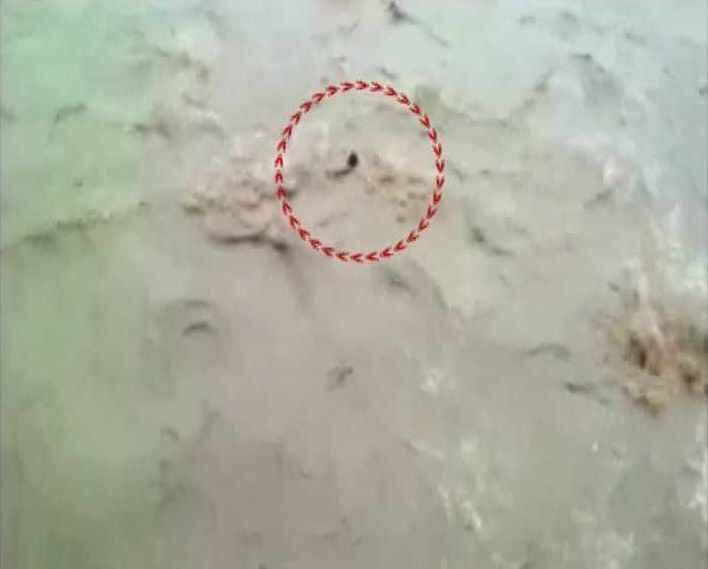 तरुण वाचणार असं उपस्थितांना वाटलं खरं, मात्र नदीच्या प्रवाहासमोर त्याचा टिकाव लागला नाही. त्याच्या हातातून दोर सुटला आणि बघता बघता तरुण पाण्यात वाहून गेला. 