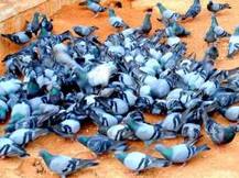 ''पक्ष्यांना दाणे टाकणं इतरांसाठी उपद्रव ठरु नये''