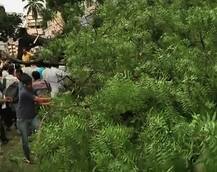 युवक तब्बल दोन तास झाडाखाली अडकून, स्थानिक सेल्फीत दंग