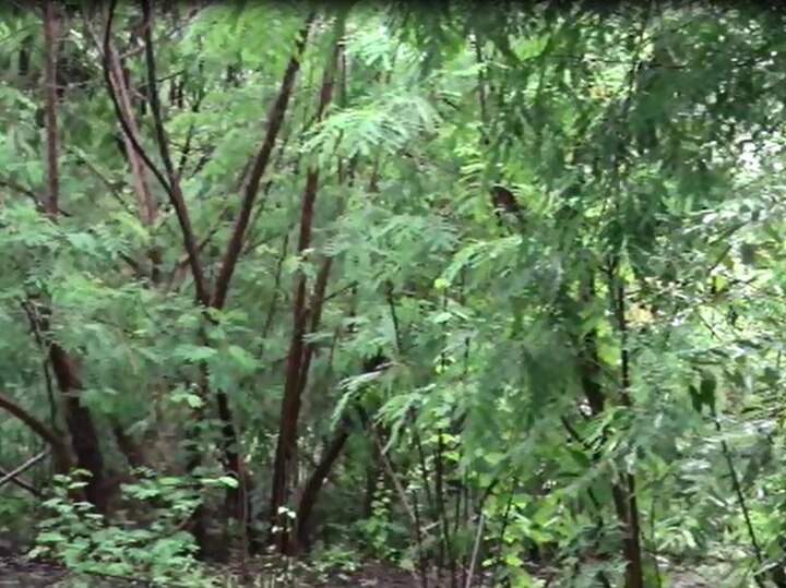 आरोपी देवेंद्र आणि 19 वर्षीय तरुणीचं प्रेमप्रकरण सुरु होतं. मात्र, एका दुसऱ्याच तरुणाबरोबर प्रेयसीला फिरताना पाहिल्यानं देवेंद्रला राग आला. 