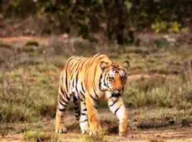 Indias Iconic Tiger Jai Killed बेपत्ता तरण्याबांड जयची शिकार?