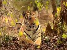 व्याघ्र दिनी आशियातील सर्वात मोठा वाघ जयच्या खाणाखुणा ?