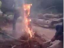 कुत्र्याच्या तीन पिल्लांना जिवंत जाळलं, व्हिडिओ व्हायरल