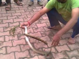 Kolhapur Snake Stuck In Nylon Freed By Animal Lover कोल्हापुरात नायलॉन धाग्यात अडकून तडफडणाऱ्या सापाची सुटका