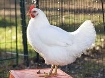 कोंबडीजवळ झोपल्याने मलेरियापासून बचाव