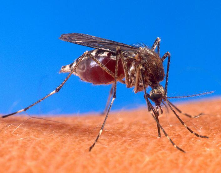 इथोपियामध्ये करण्यात आलेल्या या संशोधनामध्ये मलेरियाच्या डासांना माणसाच्या रक्ताचे आकर्षण असते, पण कोंबड्यांच्या विचित्र वासामुळे हे डास दूर पळतात.