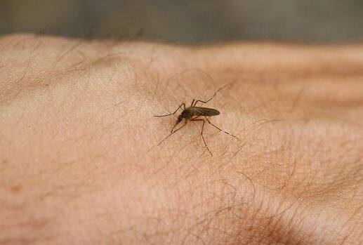 स्वीडन आणि इथोपियामधील विशेषज्ञांनी जवळपास १२०० जणांवर हे संशोधन केले. यावेळी फक्त एकाच व्यक्तीला डासांऐवजी कोंबडीने चावल्याचे आढळून आले.