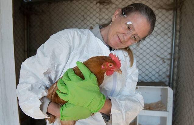 या शोधादरम्यान मलेरियाचे डास कोंबड्याच्या वासाने दूर पळतात हे जाणून आम्हालाही धक्का बसल्याचे, स्वीडिश युनव्हर्सिटी ऑफ अॅग्रीकल्चर सायन्सचे विशेषज्ञ प्राध्यापक रिसचर्ड इन्गल यांनी सांगितले. 