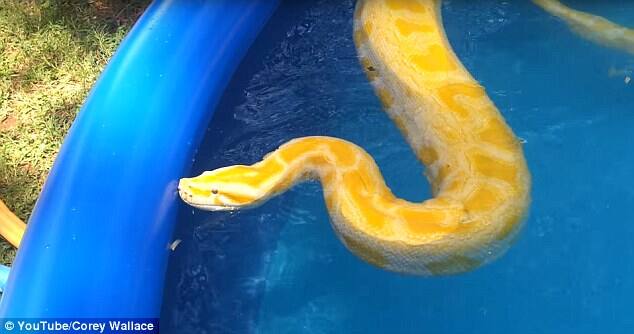 यू ट्यूबर कोरी वॉलेसनं व्हिडिओ पोस्ट करताना लिहलं आहे की, 