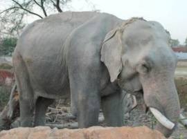 Elephant Rescued After 15 Years Of Captivity Abuse तब्बल 15 वर्षांनी क्रूर मालकाच्या कचाट्यातून हत्तीची सुटका