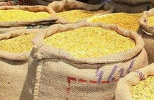 तूर, मूग, उडीद डाळींवरील निर्यातबंदी उठवली, केंद्र सरकारचा निर्णय