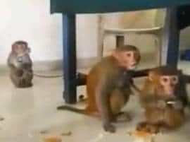 Mumbai Monkey Handlers Held For Extortion In Mumbai Local Train मुंबईत चोरीच्या आरोपात तीन माकडं ताब्यात  