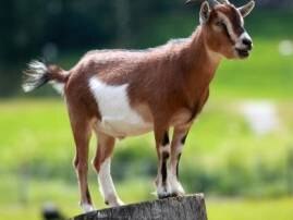 Kanpur The Cause Of Death Of Four People A Goat उत्तर प्रदेशात एका बकरीमुळे चौघांचा बळी