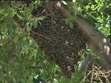 मोदी आणि जनतेमधील संवादात मधमाशांचा खो?