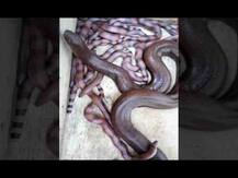 घरातच सापानं दिला 12 पिल्लांना जन्म