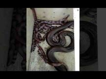 घरातच सापानं दिला 12 पिल्लांना जन्म