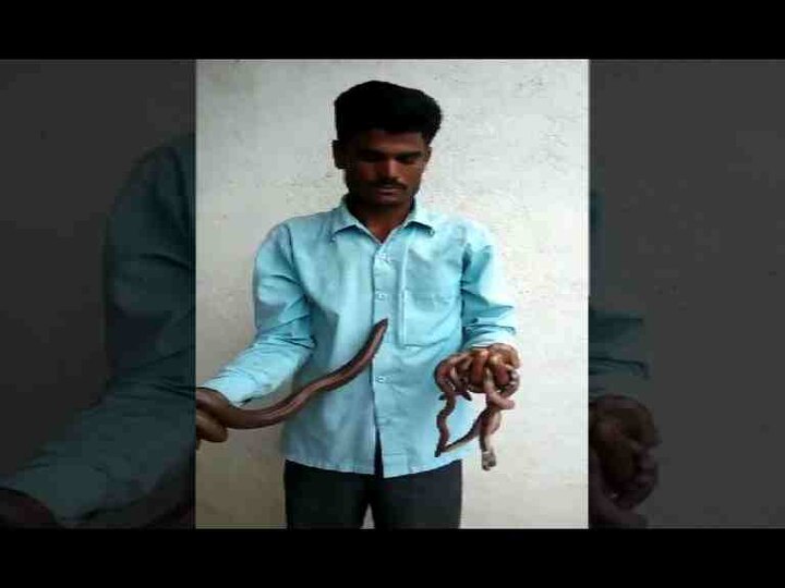 या सर्व पिलांना पाटणा देवीच्या जंगलात सोडण्यात आलं. 