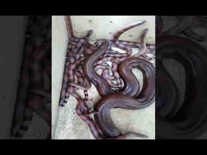 सापाची बारा पिल्लं