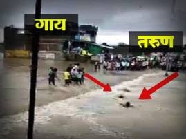 Madhya Pradesh Youth Dies Trying To Save Cow From Drowning In Raisen बुडणाऱ्या गायीला वाचवलं, मात्र तरुणाने जीव गमावला