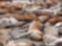 कराचीत 700 भटके कुत्रे मारले, रस्त्यावर कुत्र्यांचा खच