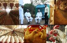 Corona Lockdown | लॉकडाऊनमुळे पोल्ट्रीतील हजारो पक्षी उपासमारीने मरण्याची शक्यता