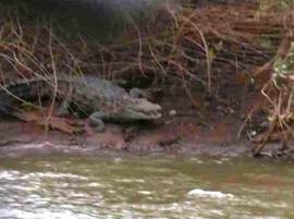 Crocodiles In Savitri River Causing Disturbance In Finding Dead Bodies सावित्री नदीत मगरींचा वावर, मृतदेह शोधण्यात अडथळे