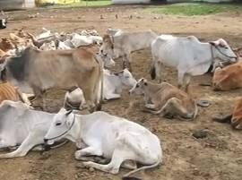 Nagpur Cows Is In Bad Condition नागपुरात स्वयंघोषित गोरक्षकाकडून गायींची विटंबना