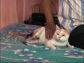 Pune Cat Beaten By Ncp Mp Vandna Chavhan चितळे श्रीखंड, दहीभात खाणाऱ्या पुण्यातल्या मांजराला मारहाण