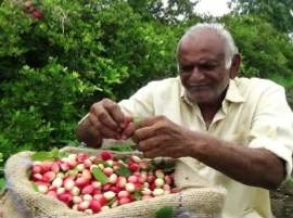 Black Berry Farming In Yavatmal शेतकऱ्याची आयडिया, जंगली करवंदाची शेती, लाखोचं उत्पन्न