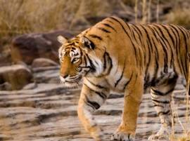 Queen Of Ranthanbore Tigress Machli Dead रणथंबोरची राणी 'मछली' वाघिणीचा मृत्यू