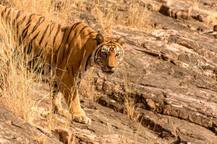 रणथंबोर राष्ट्रीय उद्यानातील 'मच्छली'चं निधन 