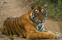 रणथंबोर राष्ट्रीय उद्यानातील 'मच्छली'चं निधन 