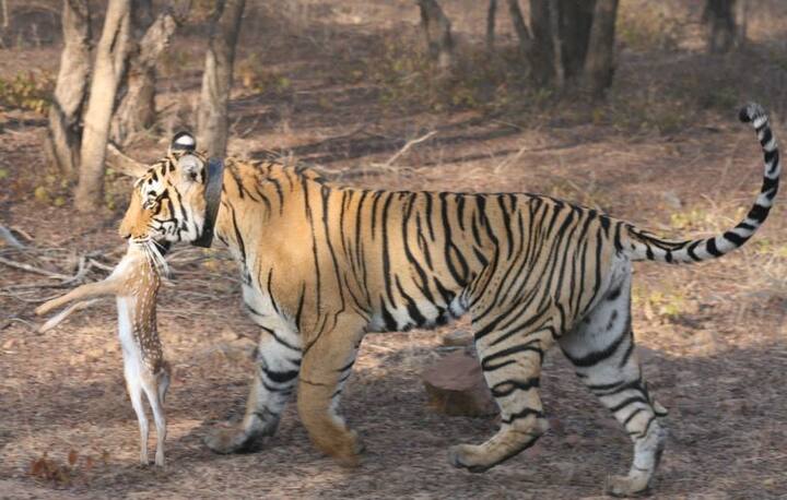 गेल्या दहा वर्षांत मछलीमुळे रणथंबोर राष्ट्रीय उद्यानाला दरवर्षी 50 ते 60 कोटी रुपयांचं उत्पन्नही मिळत होतं. यासाठी तिला 2009 साली सन्मानितही करण्यात आलं होतं.