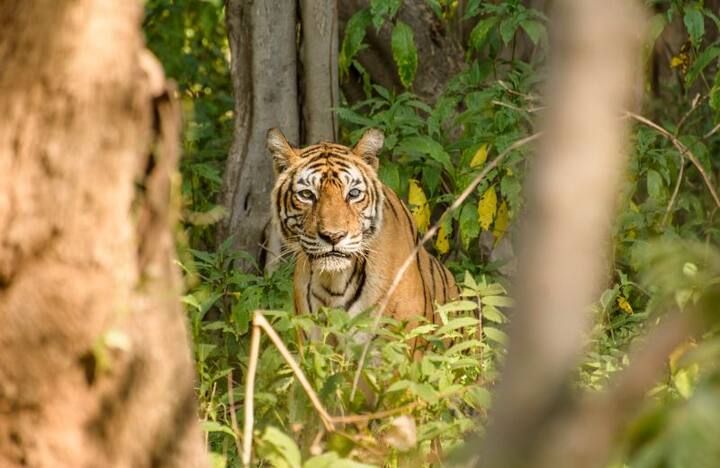 मछलीची काळजी घेण्यासाठी डॉक्टरांची एक विशेष टीमही या पार्कमध्ये ठेवण्यात आली होती. आज सकाळी 9 वाजून 48 मिनिटांनी तिला मृत घोषित करण्यात आलं.