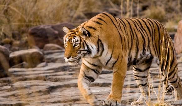 पार्कमधील अमा घाट परिसरात सध्या तिचं वास्तव्य होतं. देश-विदेशातील फोटोग्राफर्सना 'मछली'ला कॅमेराबद्ध करण्याचा मोह होता. 