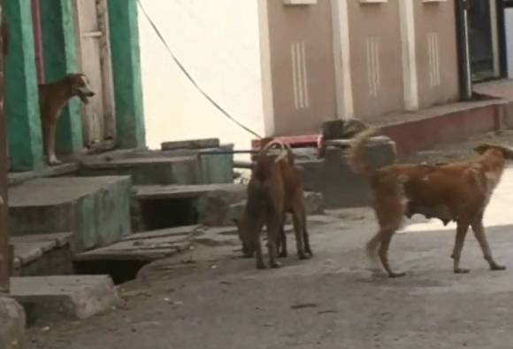 नांदेडमधील तामसा गावात शेकडो कुत्रे सोडणारी ‘ती’ व्यक्ती कोण?