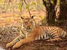 'जय'च्या तीन बछड्यांची जंगली कुत्र्यांकडून शिकार?