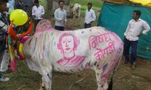 पोळ्याचा सण उत्साहात साजरा... 