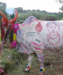 पोळ्याचा सण उत्साहात साजरा... 