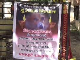 Meera Road Residents Writes To Pm Modi On Twitter To Find Dogs Murderer कुत्र्याची हत्या, मारेकऱ्यांना शोधा, मीरारोडच्या तरुणीचं मोदींना ट्वीट