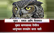 लालबागचा राजा... घुबड अन् समज-गैरसमज! 